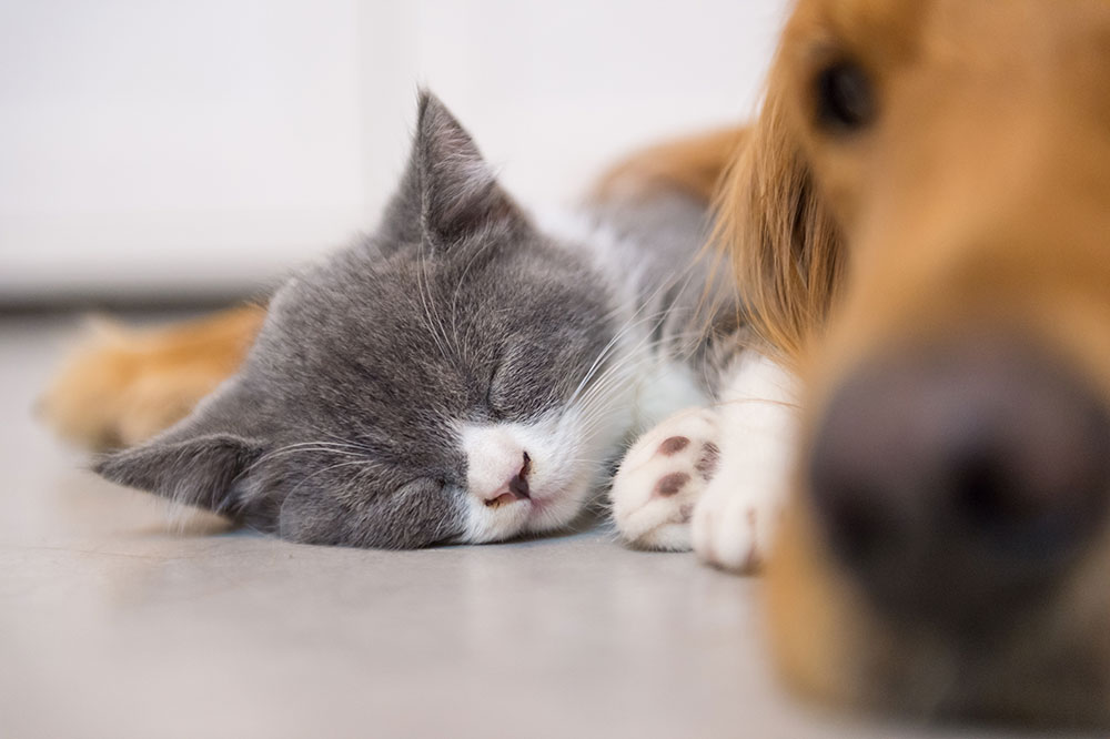 cat and dog relaxing concrete floor